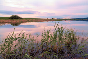 Shore of a lake with reeds on a summer evening at sunset. Beauty of nature.