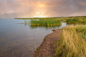 Shore of a lake with reeds on a summer evening. Beauty of nature.