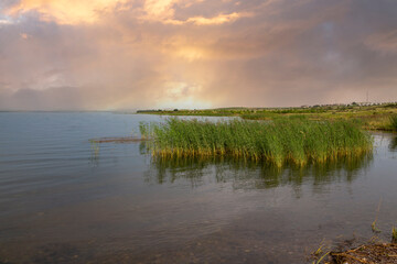 Shore of a lake with reeds on a summer evening. Beauty of nature.