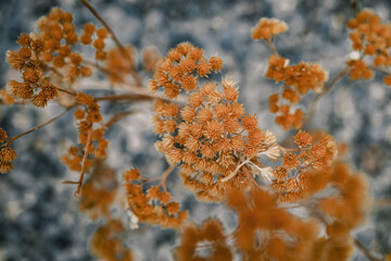 small golden flowers at the end of winter in the Canadian Rocky Mountains in Alberta Canada, near Canmore and Banff 