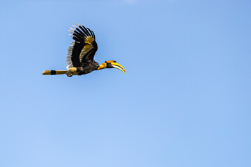 A pied malabar Hornbill in flight © YK
