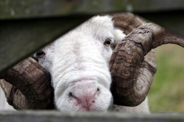 Ewes and sheep - Doonies Farm - Aberdeen - UK