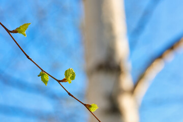 Young shoots on birch branches in sunlight. Bright spring sun.