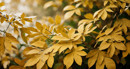 Yellow autumn leaves in nature outdoors