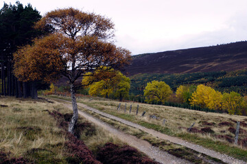 Scottish moors - Lochnagar moutain range in the distance - Balmoral estate - Royal deeside - Scotland - UK