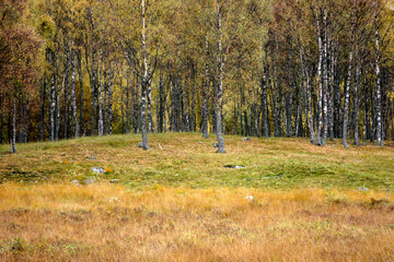 Grass and forest with autumn colours - Balmoral estate - Royal deeside - Scotland - UK
