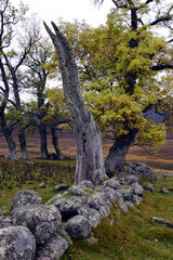 Scottish moors - Lochnagar moutain range in the distance - Balmoral estate - Royal deeside - Scotland - UK