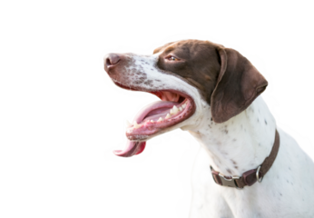 An English Pointer mixed breed dog with a long tongue panting
