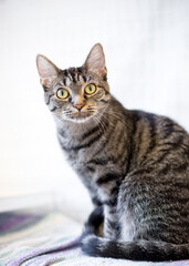 Naklejka na ściany i meble A wide-eyed shorthair tabby cat sitting and looking at the camera