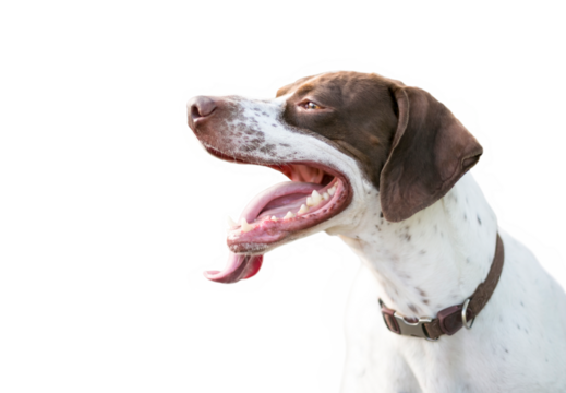 An English Pointer mixed breed dog with a long tongue panting