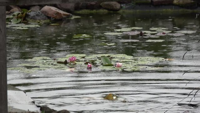 Regen f&auml;llt ein einen Teich mit Seerosen und Fischen
