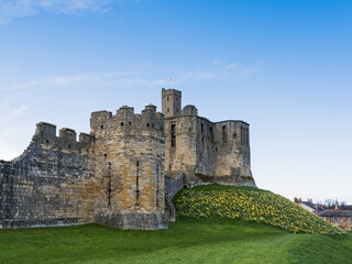 Fototapeta na wymiar Warkworth Castl in Northumberland, UK with daffodils in bloom.