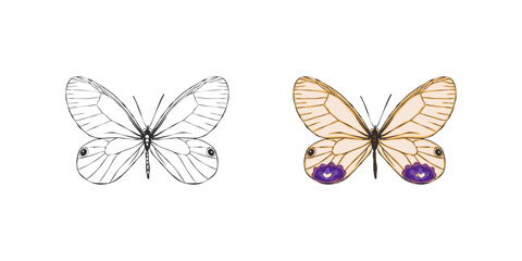 Butterflies. Hand drawn butterfly. Pictures of funny butterflies. Vector scalable graphics