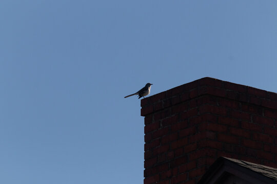 This is an image of a mockingbird sitting on the chimney of a house. The silhouette look of this avian sitting proud, resting on the red brick structure. The blue sky in the background adds to this.