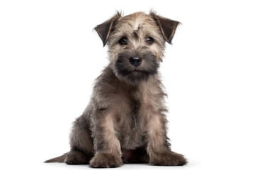 Glen Of Imaal Terrier Dog Puppy On White Background, Full Body. Generative AI