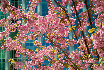 City Center Urban Cherry Blossoms. Cherry blossoms in an urban setting with an office building in the background.

