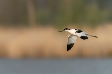 Beautiful Pied avocet   (Recurvirostra avosetta) in flight. Gelderland in the Netherlands.                                                       