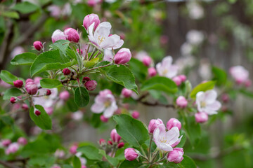 Obraz premium pink flowers in the garden