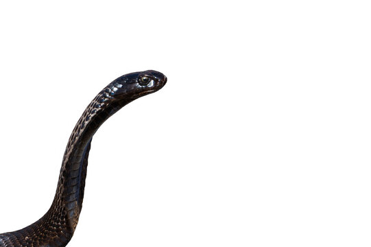 Black cobra snake in png transparency isolated