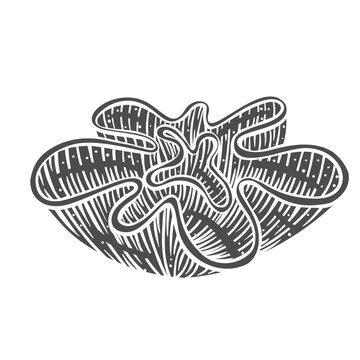 Stony coral glyph icon vector illustration. Stamp of Montipora, undersea marine animal with hard skeleton, aquatic underwater polyp of sea or ocean coral reef with flower body shape and porous texture