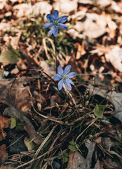 Spring flower. Blue forest vizballs. Beautiful purple plant in the forest. Colorful natural background and old autumn tree leaves. The first spring plants and flowers.