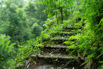 Traditional hand made stairs in the middle of a tropical rain forest made of bamboo covered with moss and weeds. uphill walkway  path step. trail goes up the side of the valley.