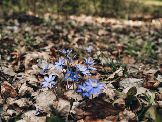 Spring flower. Blue forest vizballs. Beautiful purple plant in the forest. Colorful natural background and old autumn tree leaves. The first spring plants and flowers.