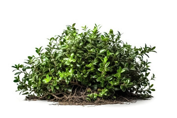 Obraz premium Beautiful Bush On White Background. Generative AI