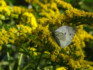 The green-veined white (Pieris napi) sitting on Solidago canadensis, known as Canada goldenrod or Canadian goldenrod.