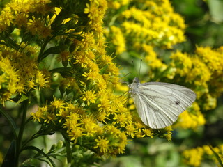 The green-veined white (Pieris napi) sitting on Solidago canadensis, known as Canada goldenrod or Canadian goldenrod.