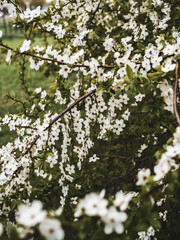 In spring nature. First green leaves, white plum blossoms. Spring blooms with soft white flowers