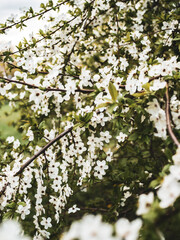 In spring nature. First green leaves, white plum blossoms. Spring blooms with soft white flowers