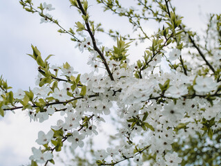 In spring nature. First green leaves, white plum blossoms. Spring blooms with soft white flowers