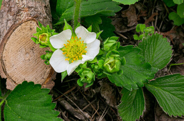 flowers on a wooden background strawberry 