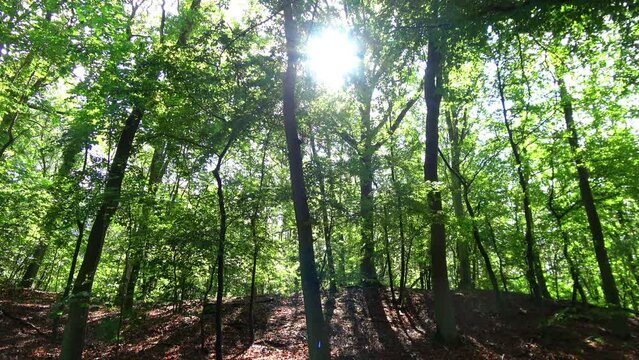 ein sch&ouml;ne Wald im Fr&uuml;hling, zwischen den Bl&auml;ttern scheint die Sonne durch