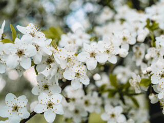 Obraz premium In spring nature. First green leaves, white plum blossoms. Spring blooms with soft white flowers