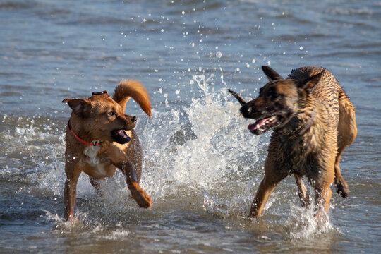 Multiple dogs playing in the water swimming at dog beach