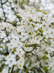 In spring nature. First green leaves, white plum blossoms. Spring blooms with soft white flowers
