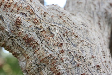 Trunk of flowering plant spicy jatropha (Jatropha integerrima) close-up, Egypt, Sharm El Sheikh