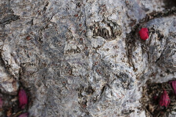 Trunk of flowering plant spicy jatropha (Jatropha integerrima) close-up, Egypt, Sharm El Sheikh