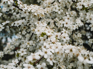 In spring nature. First green leaves, white plum blossoms. Spring blooms with soft white flowers