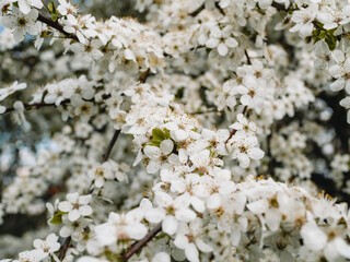 In spring nature. First green leaves, white plum blossoms. Spring blooms with soft white flowers