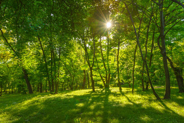 Fototapeta na wymiar Scenic green nature forest landscape with fresh green deciduous trees growing from the grass at spring time, with sun casting its warm rays through the foliage. Woods park background, beautiful nature