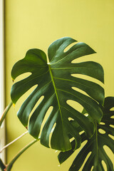 Fototapeta na wymiar Monstera leaf on a green background in the interior of the apartment.