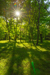 Fototapeta na wymiar Scenic green nature forest landscape with fresh green deciduous trees growing from the grass at spring time, with sun casting its warm rays through the foliage. Woods park background, beautiful nature
