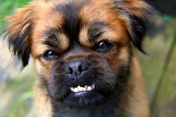 Naklejka na ściany i meble Pug Shih Tzu Mix Dog Smiling with Teeth Closeup Portrait