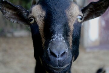 Nigerian Dwarf Goat Portrait on a Farm
