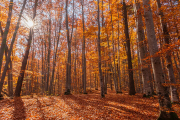 Autumn beech forest with sun rays among yellow leaves. Golden bright mystical mysterious landscape with fabulous trees. A journey through the forest. Beauty of nature. Natural background for design