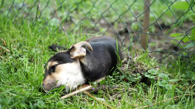 adorable cute dog puppy gnawing on bone . Croatian small breed dog called međi ( Croatian translation: " mali međimurski pas " )