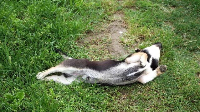 adorable cute dog puppy rolling in the grass . Croatian small breed dog called međi ( Croatian translation: " mali međimurski pas " )